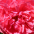 Roz - Trandafiri târâtori și cățărători, Climber - Rosarium Uetersen®